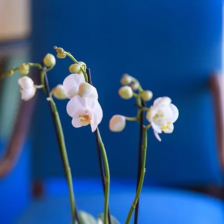 Grand D'espagne Lourdes